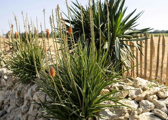En Pleine Campagne Proche De La * Saint-Vincent-sur-Jard